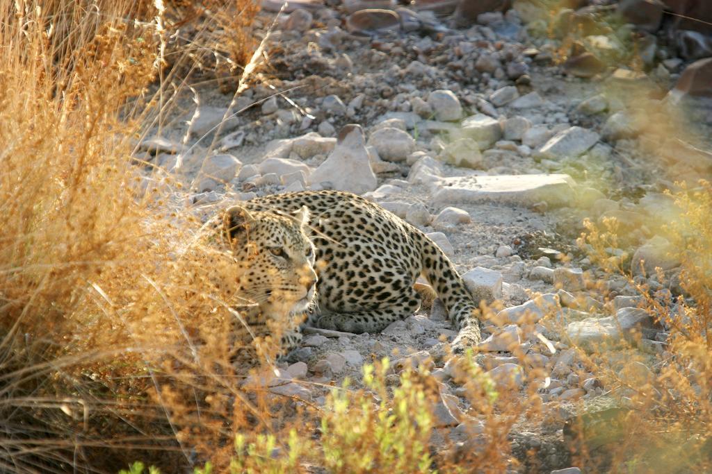 Etendeka Mountain Camp Damaraland Luaran gambar