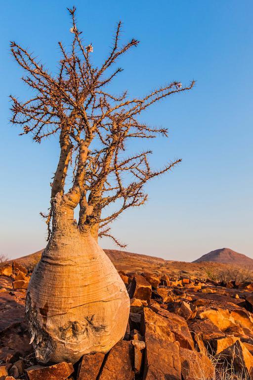 Etendeka Mountain Camp Damaraland Luaran gambar