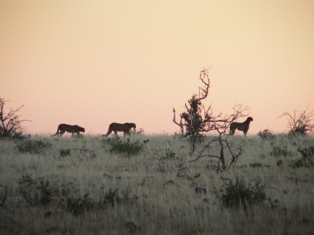 Etendeka Mountain Camp Damaraland Luaran gambar